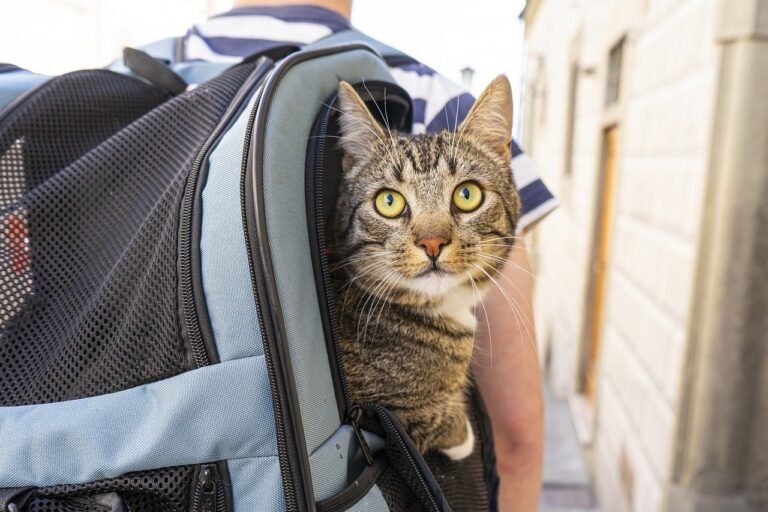 cat, travel, animal-7541324.jpg