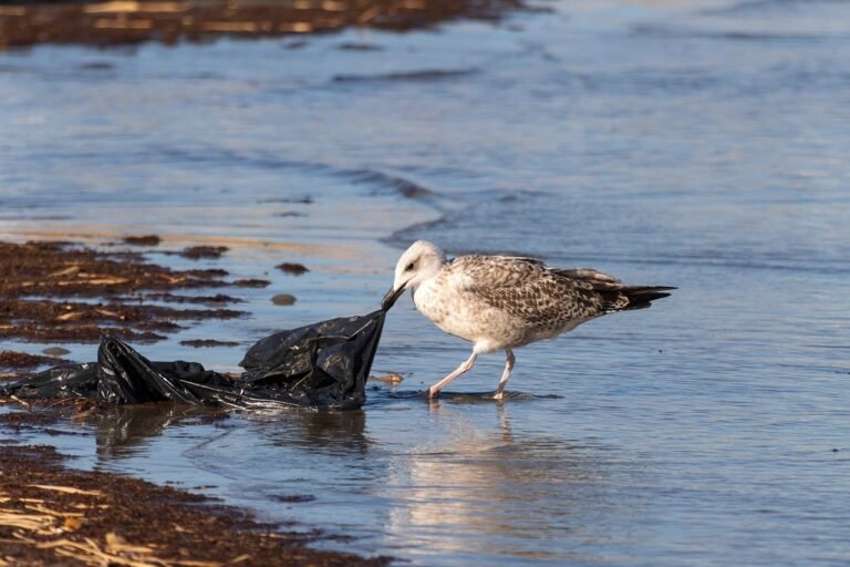 The Environmental Impact of Using Polybags and Sustainable Alternatives